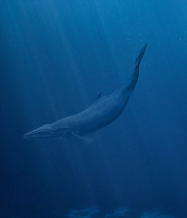 humpback whale song