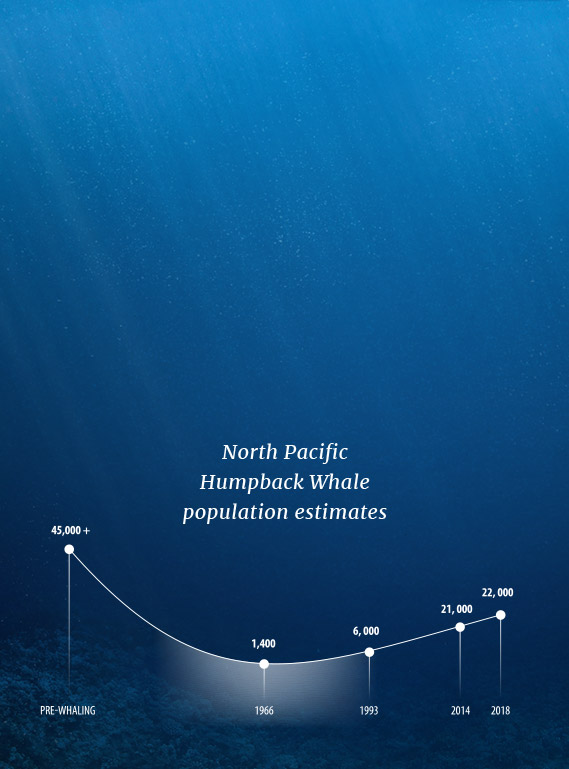 humpback whale conservation graph