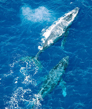 two humpback whales migrating
