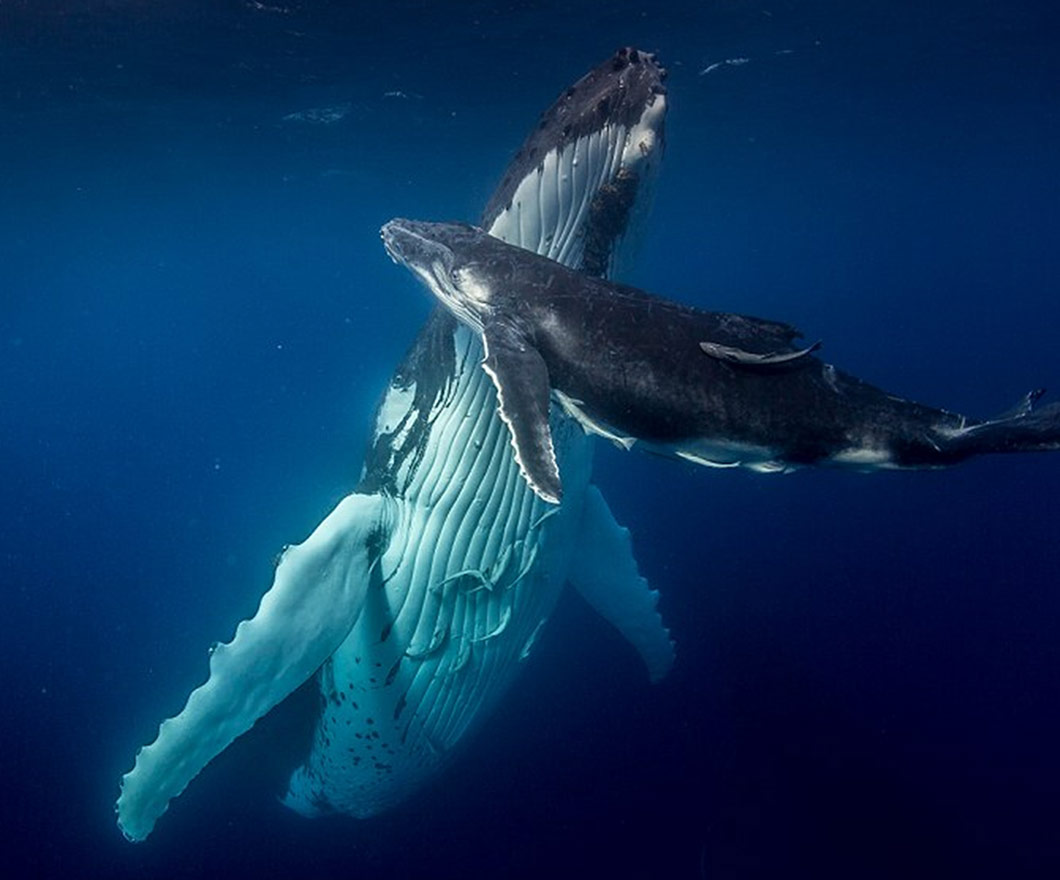Whale mother and calf