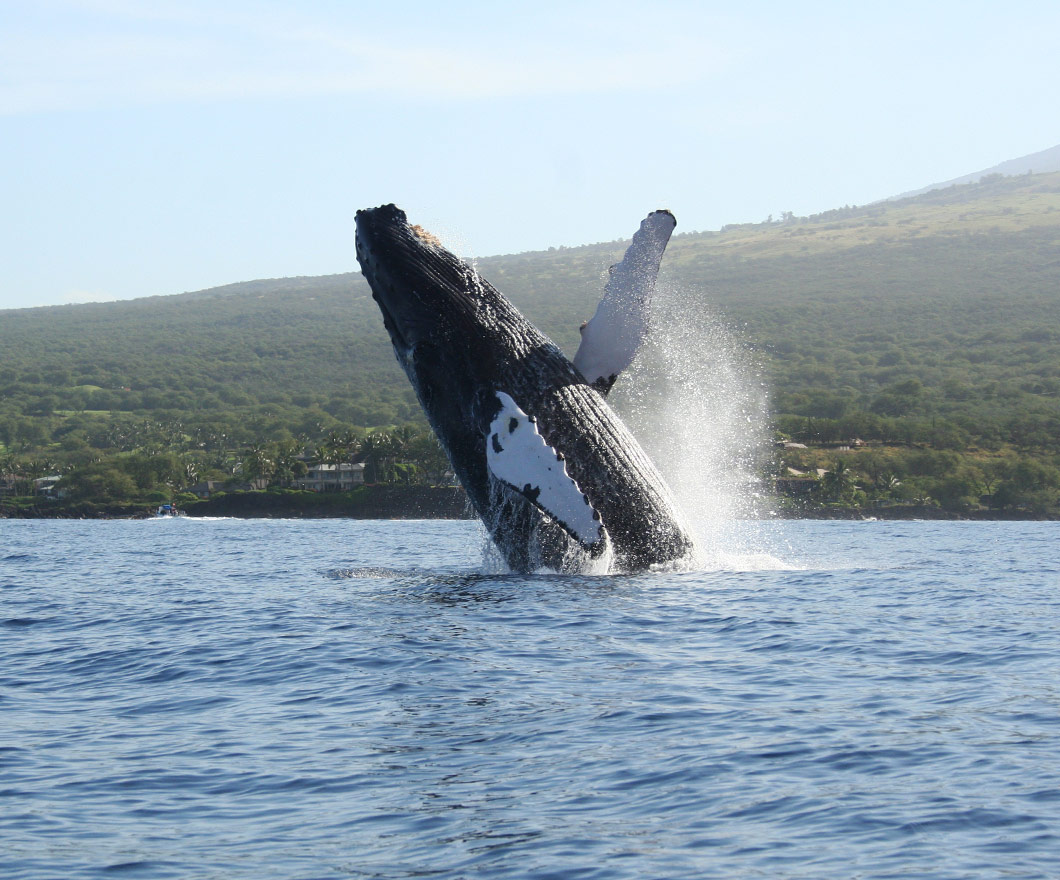 Maui Whale Season