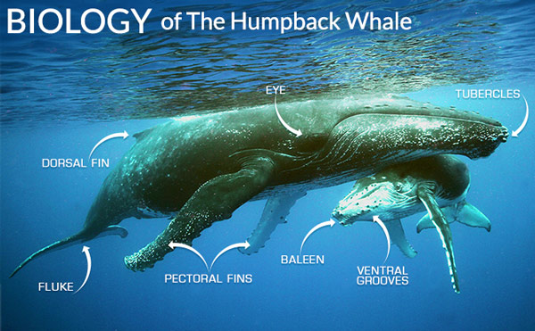 Humpback Whale Size Chart