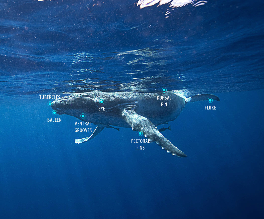 Humpback whale anatomy diagram
