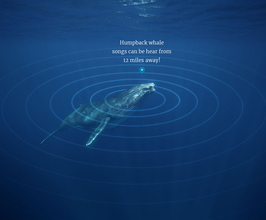 Humpback whale singing